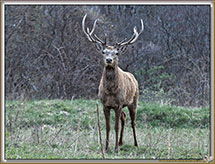 CERFS